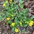 Speading low growing plant with yellow flowers