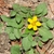 Yellow daisy flower.