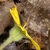 Side view of flower