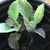 Emerging growth of hairy ovate leaves with notched margins