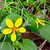 Close-up of daisy: yellow ray and disk florets.