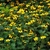 Masses of green leaves and yellow daisies.