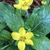 has a hairy stem and yellow star like flower