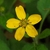 Close-up of yellow ray and disk florets.