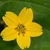 Photo of a yellow daisy-like flower