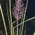 Seedhead of the grass