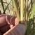 Round stem of the grass