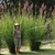 Erect grass towering over a person in front of it