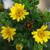 Chrysopsis mariana's flowers and leaves