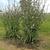 Cichorium intybus