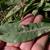 Cichorium intybus
