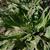 Cichorium intybus
