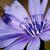 Cichorium intybus