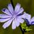 Cichorium intybus