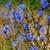 Cichorium intybus