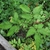 Compound leaves; leaflet margins serrate