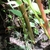 Stems green or reddish green