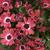 Red flowers