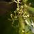 Budding Flowers