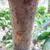 Bark