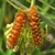 Flower with two orange hairy Cinopinatus caterpillars