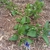 Plant form