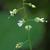 Flowers in July NC