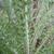 Cirsium brevistylum