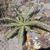 Cirsium canovirens