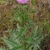 Plant in bloom with pinkish flower