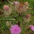 several pink blooms if disc flowers