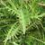 Cirsium muticum