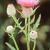 Cirsium muticum