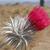 Cirsium occidentale candidissimum