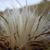 Cirsium undulatum