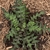 Leaves of basal rosette