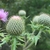 Flowers and buds