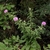 Form in bloom