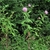 Form in bloom