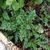 Rosette of spiny leaves