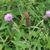 Pink thistle flowers & spiny leaves