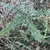 Rosette of spiny leaves