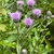 Pink thistle flowers & spiny leaves