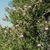 Form in bloom