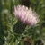 Flower detail