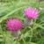 Cirsium muticum