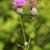 Cirsium muticum