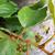 leaves and vines