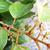 leaves and vines
