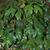 Cissus antarctica